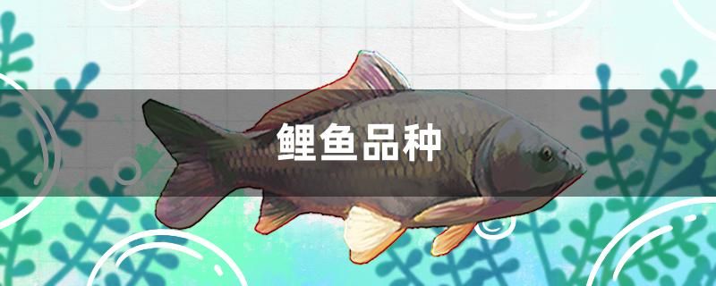 鯉魚品種有哪些 海水魚