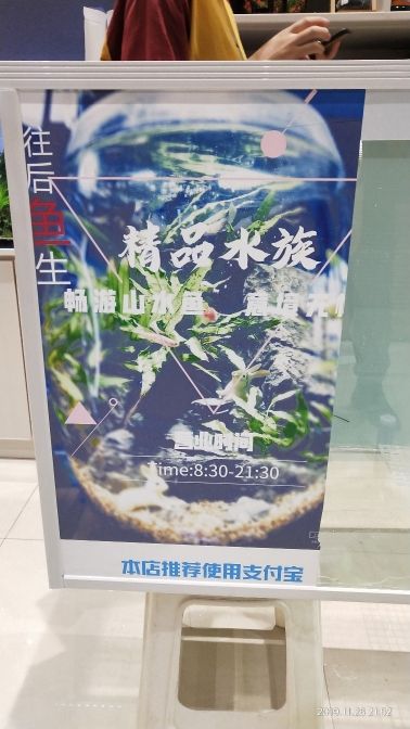 辭職養(yǎng)魚之兩個2米三湖缸（二） 觀賞魚論壇 第9張