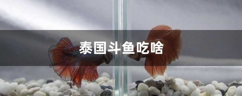 泰國斗魚吃啥 馬來西亞咖啡