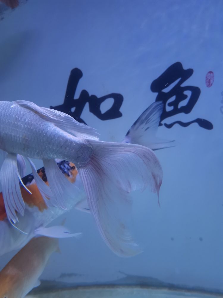 急！新進魚，現(xiàn)在大部分都充血，越來越嚴(yán)重