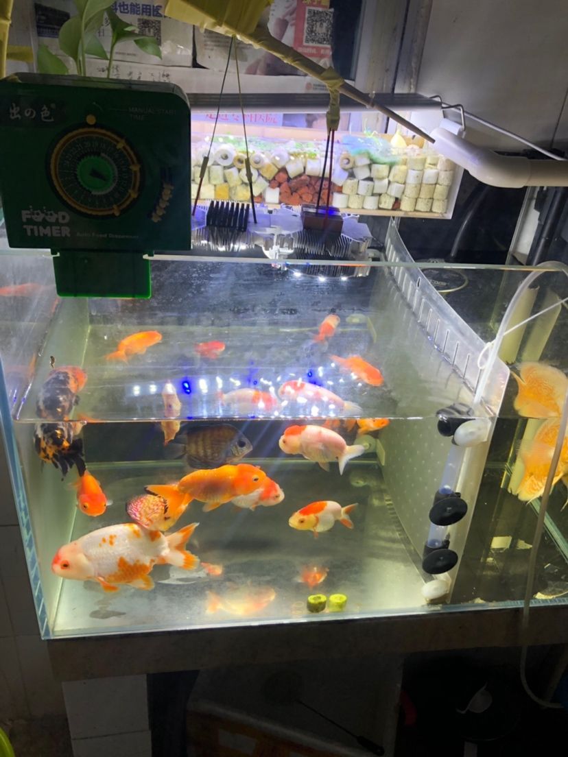 沒錢又想養(yǎng)。 觀賞魚論壇 第3張