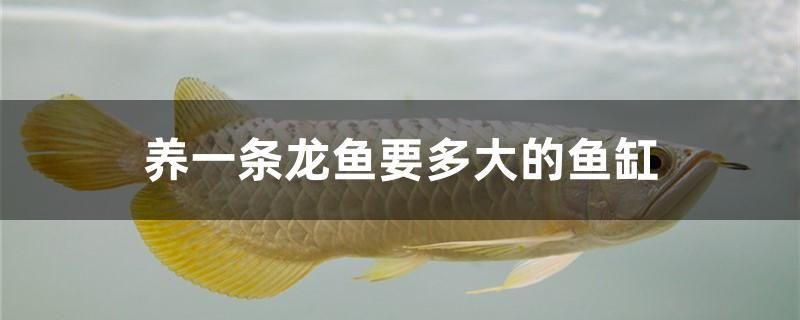 錦鯉多久喂食 觀賞魚水族批發(fā)市場 第1張