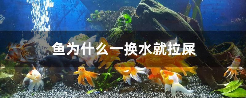 魚(yú)為什么一換水就拉屎