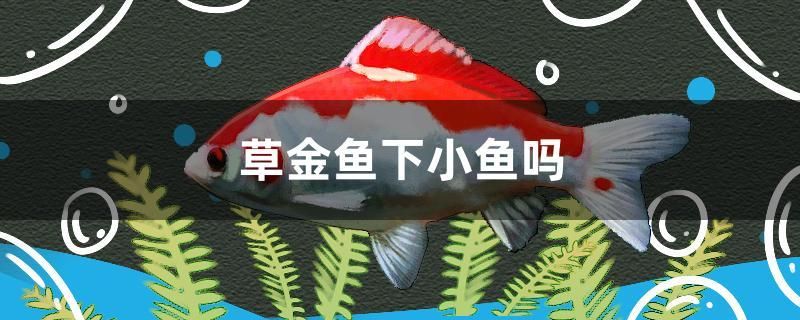 草金魚下小魚嗎