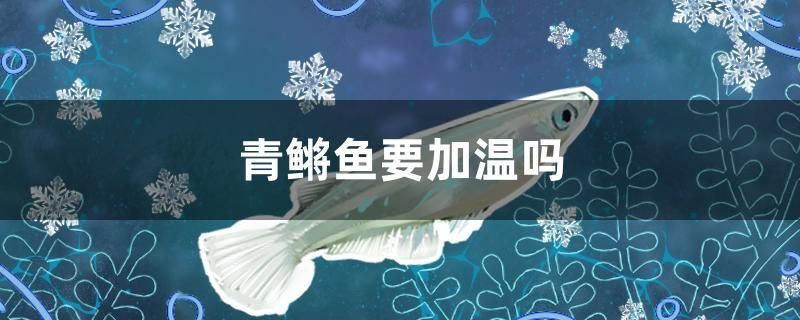 青鳉魚要加溫嗎