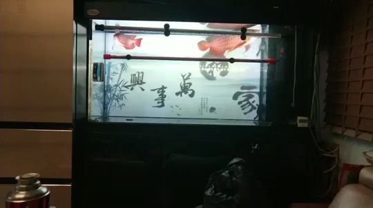 混養(yǎng)第5天 觀賞魚論壇