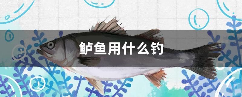 鱸魚(yú)用什么釣 廣州龍魚(yú)批發(fā)市場(chǎng)