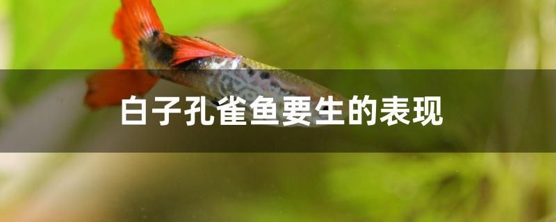 白子孔雀魚要生的表現(xiàn)