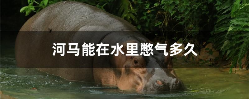 河馬能在水里憋氣多久