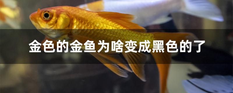 金色的金魚為啥變成黑色的了 斑馬鴨嘴魚苗