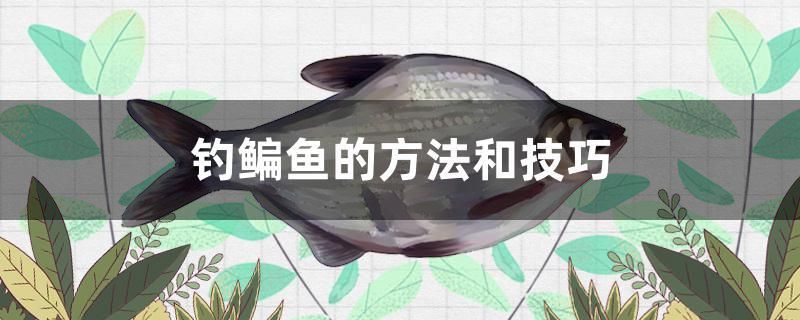 釣鳊魚的方法和技巧 白子紅龍魚