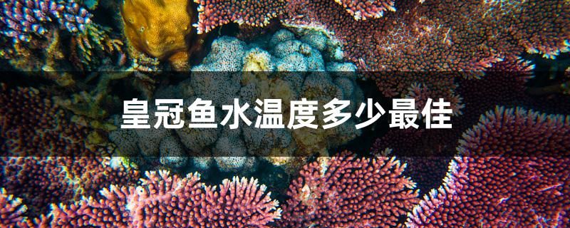 皇冠魚水溫度多少最佳 非洲金鼓魚