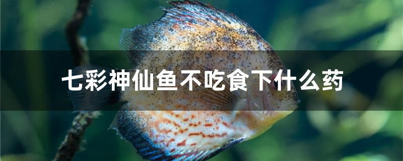 七彩神仙魚不吃食下什么藥