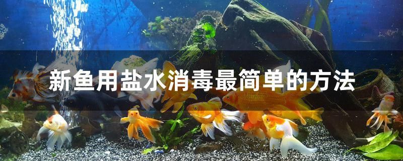 新魚用鹽水消毒最簡單的方法 魚糧魚藥