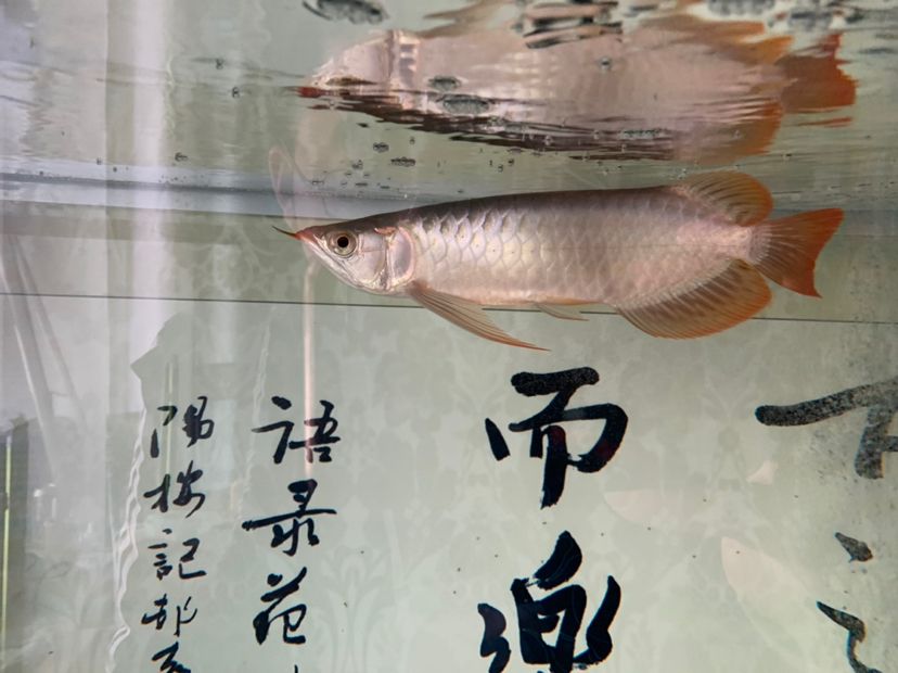 【養(yǎng)魚計(jì)劃 歡迎指正】 觀賞魚論壇 第4張