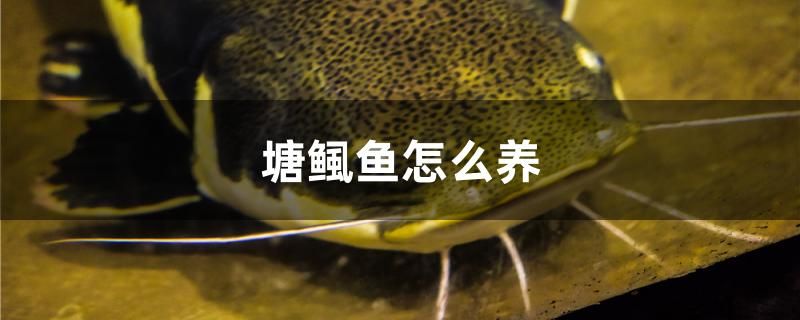 塘鲺魚(yú)怎么養(yǎng) 伊巴卡魚(yú)