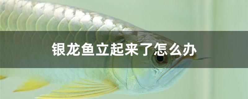 銀龍魚立起來(lái)了怎么辦