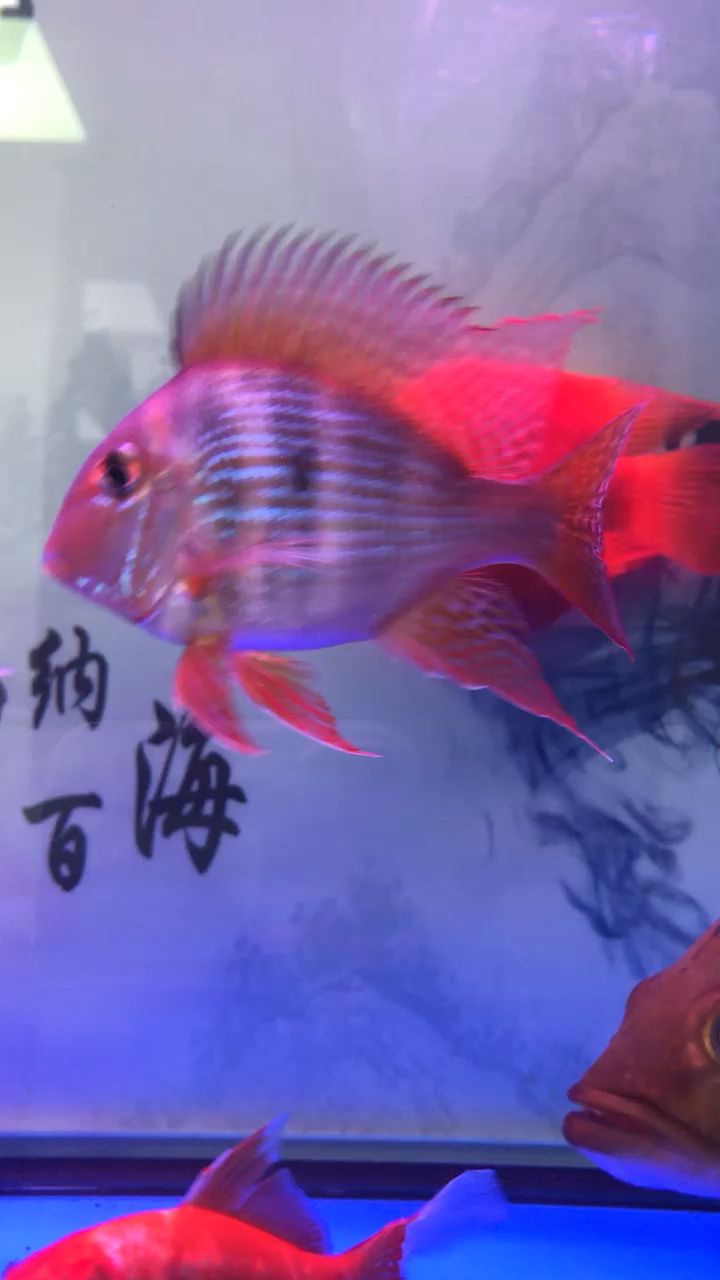 元寶鳳凰魚！ 觀賞魚論壇