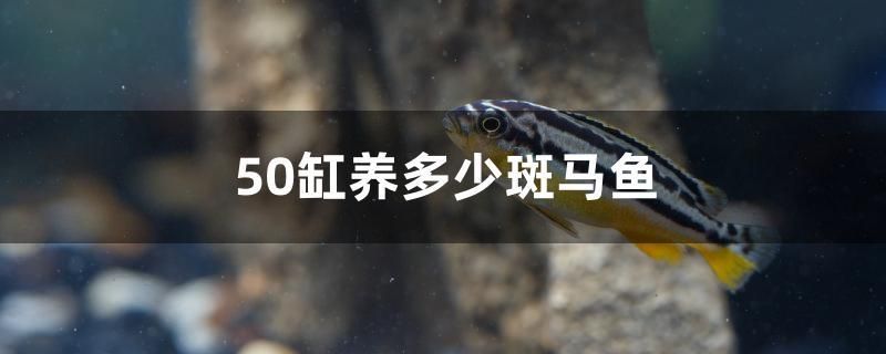 50缸養(yǎng)多少斑馬魚