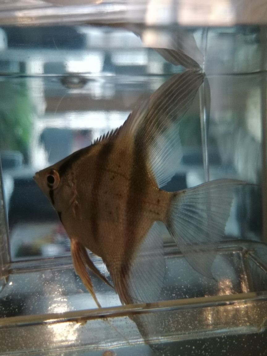 #神仙魚 燕魚身上的黑點是什么 請求解