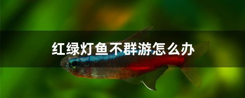 紅綠燈魚(yú)不群游怎么辦