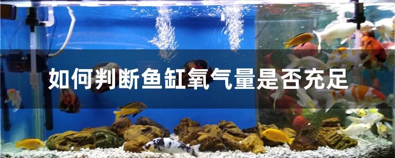 如何判斷魚缸氧氣量是否充足 白玉紅龍魚