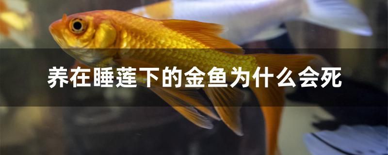 養(yǎng)在睡蓮下的金魚為什么會死 觀賞龜/鱉飼料