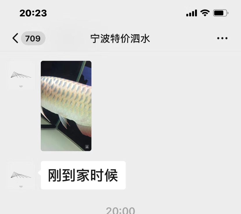 一只泗水的蛻變 觀賞魚論壇 第1張