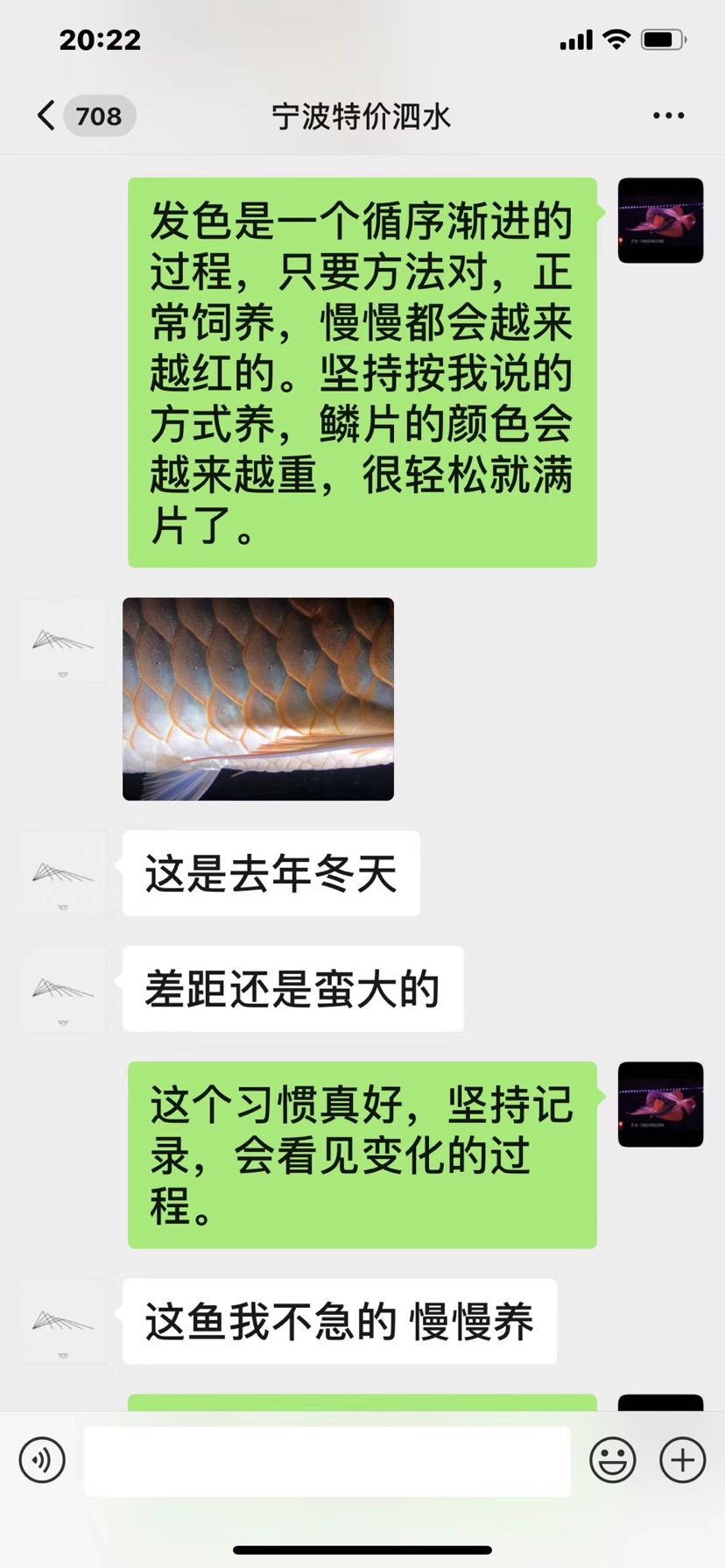 一只泗水的蛻變 觀賞魚論壇 第2張