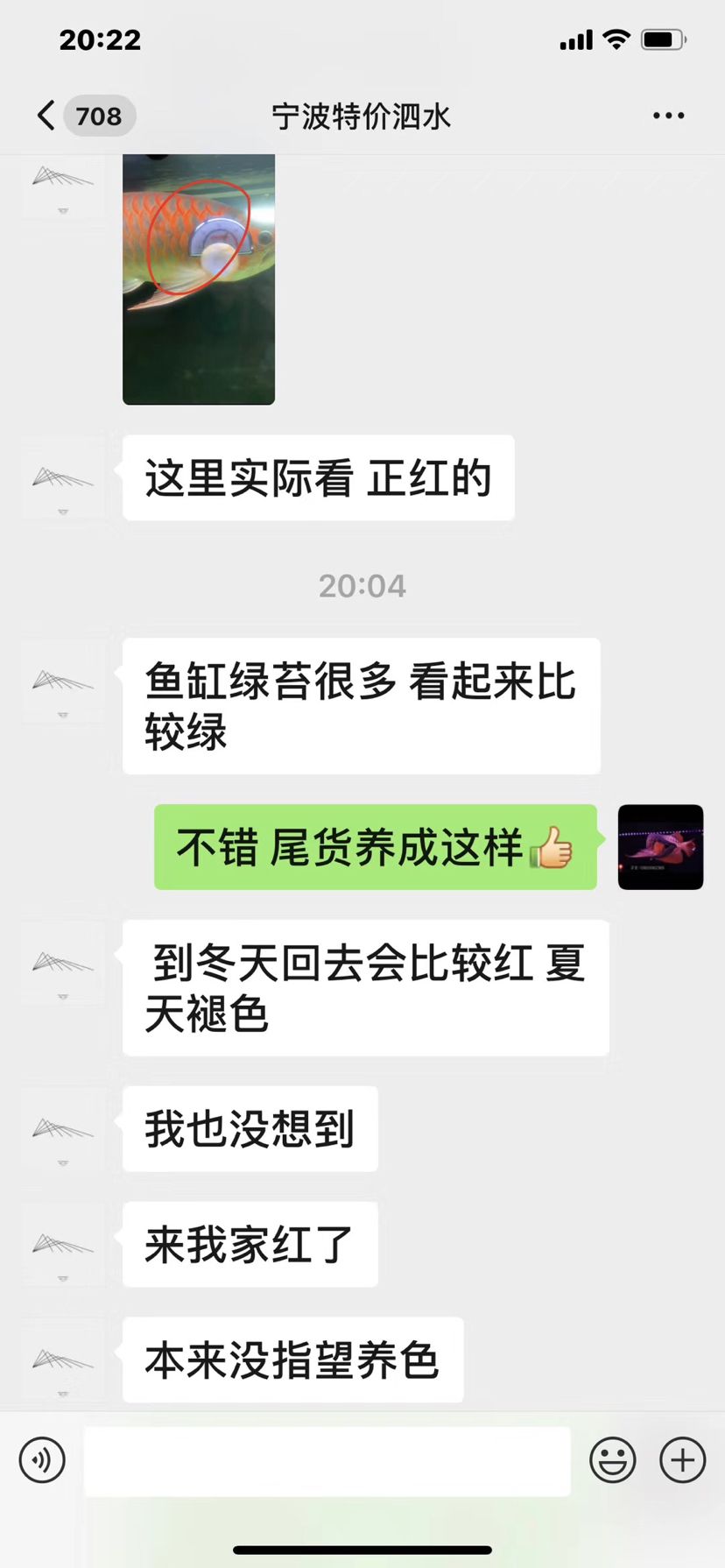 一只泗水的蛻變 觀賞魚論壇 第4張