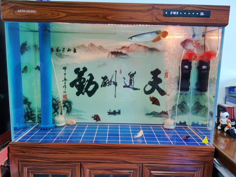 觀背青鳉用多大缸養(yǎng) 水族展會 第1張