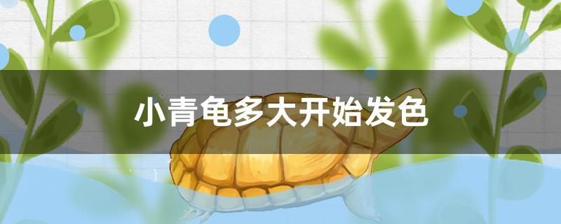 小青龜多大開始發(fā)色 水族用品