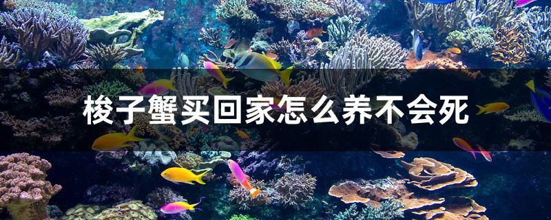 梭子蟹買回家怎么養(yǎng)不會(huì)死