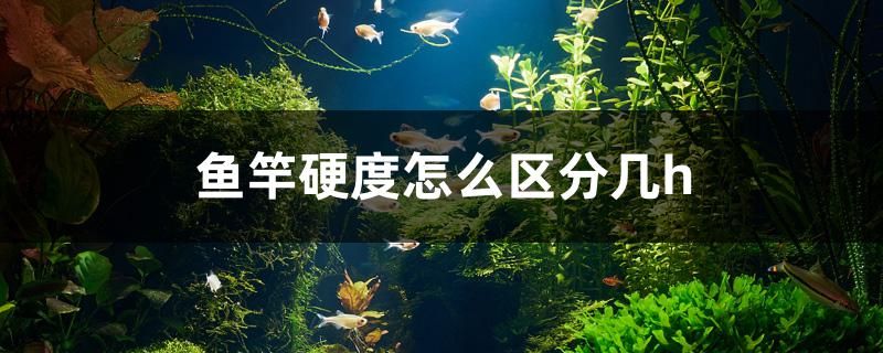 白城觀賞魚店電話多少（昆山興城裝飾） 海象魚 第2張