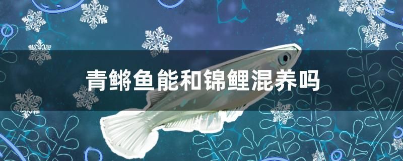 青鳉魚能和錦鯉混養(yǎng)嗎 小型觀賞魚