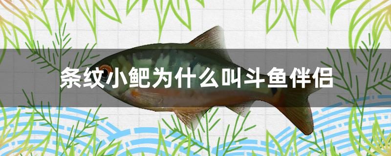 條紋小鲃為什么叫斗魚伴侶 雙線側(cè)魚