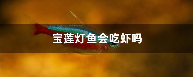 寶蓮燈魚會(huì)吃蝦嗎 羅漢魚批發(fā)