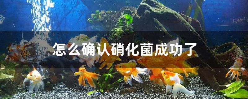 怎么確認(rèn)硝化菌成功了