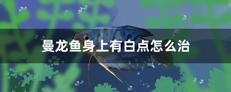 曼龍魚身上有白點怎么治 狗仔（招財貓)魚苗