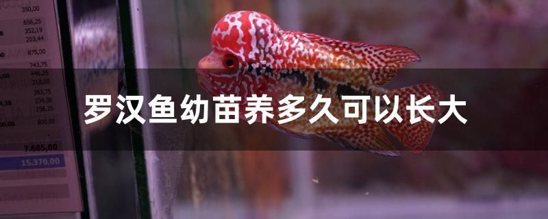 羅漢魚幼苗養(yǎng)多久可以長大