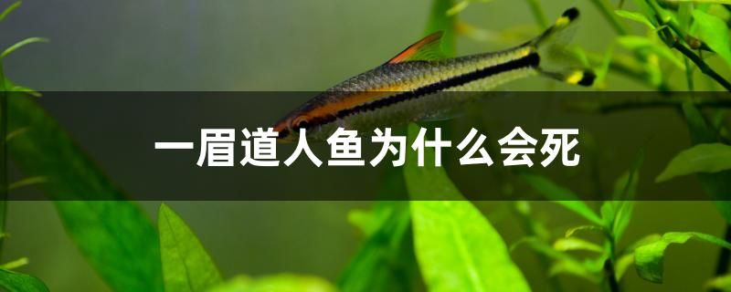 金龍魚餌公司招聘(金龍魚公司招聘信息) 女王大帆魚