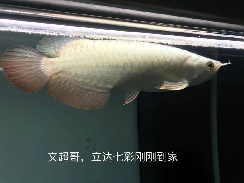 鳳尾魚(yú)可以近親繁殖嗎 白化火箭魚(yú) 第1張