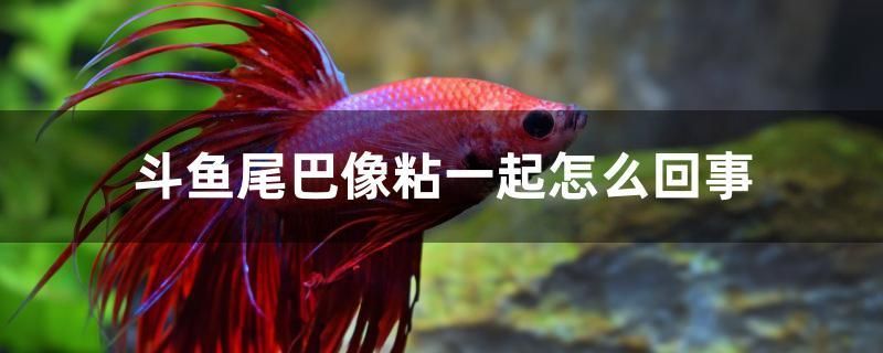 斗魚(yú)尾巴像粘一起怎么回事