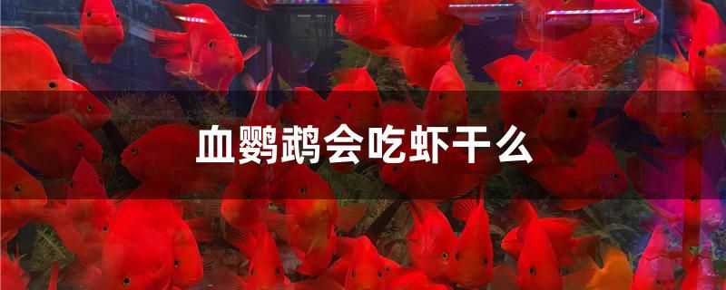 血鸚鵡會(huì)吃蝦干么 黃金斑馬魚