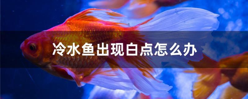 冷水魚出現(xiàn)白點(diǎn)怎么辦