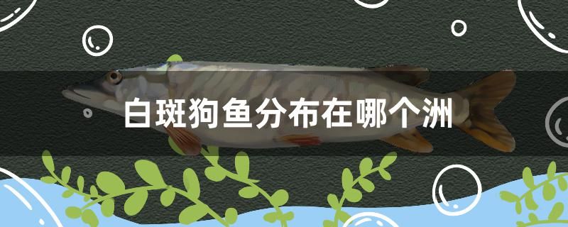 白斑狗魚分布在哪個洲 帝王血鉆魚