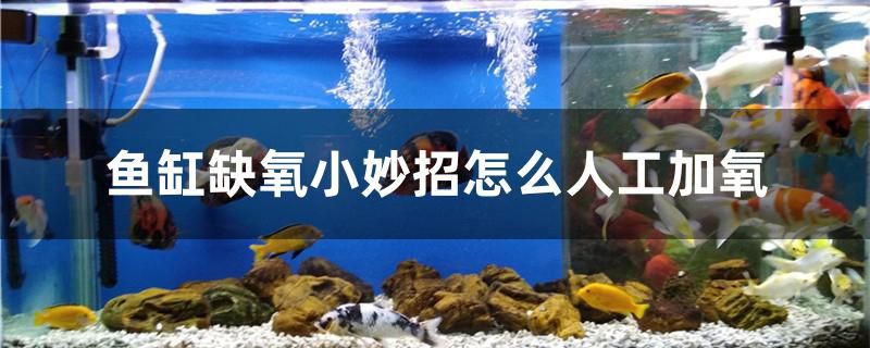 魚(yú)缸缺氧小妙招怎么人工加氧 羽毛刀魚(yú)苗