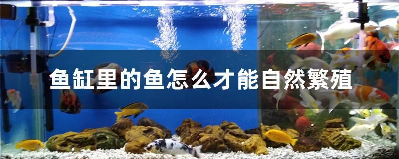 魚缸里的魚怎么才能自然繁殖 蝴蝶鯉