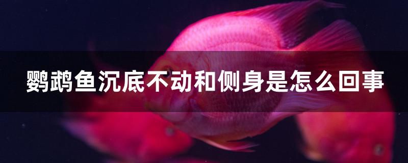 鸚鵡魚沉底不動(dòng)和側(cè)身是怎么回事