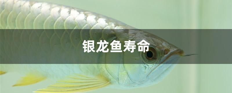 銀龍魚壽命